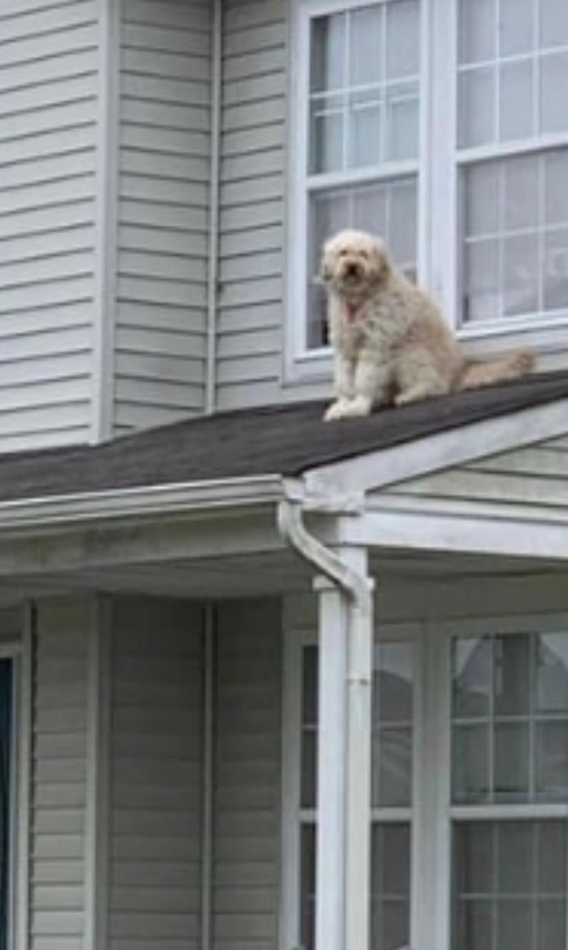 so my neighbors do this thing where they leave the window open every morning so their dog can sit on the roof and people watch.