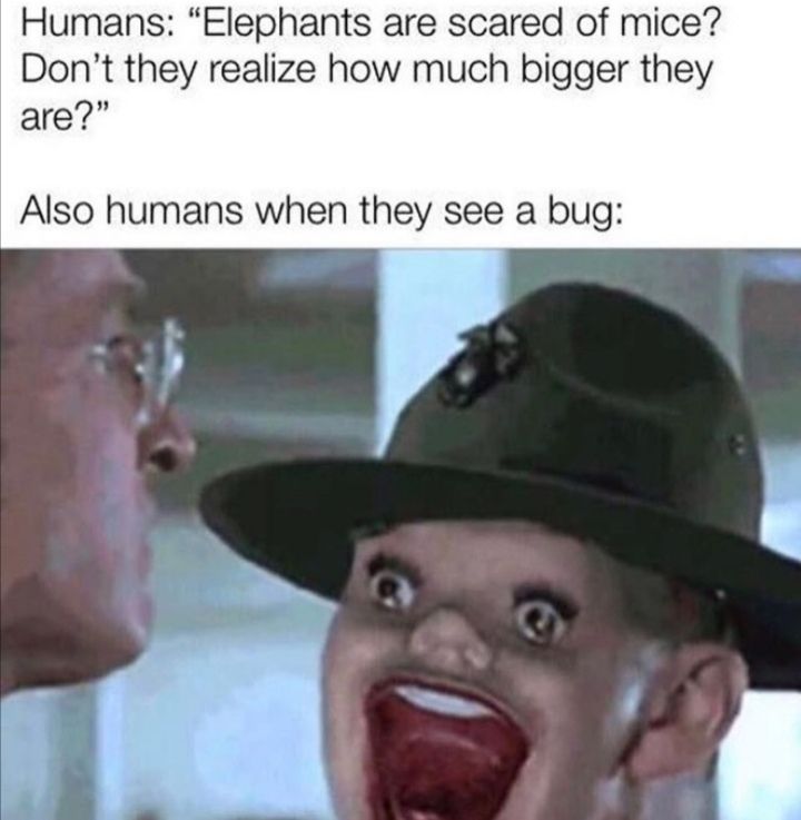 Bugs