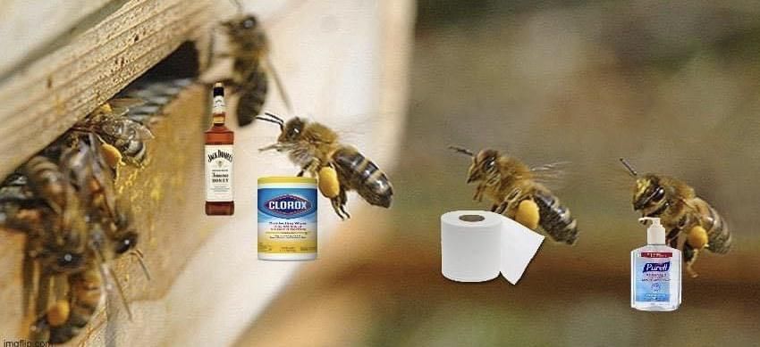 Just some bee’s preparing for murder hornets