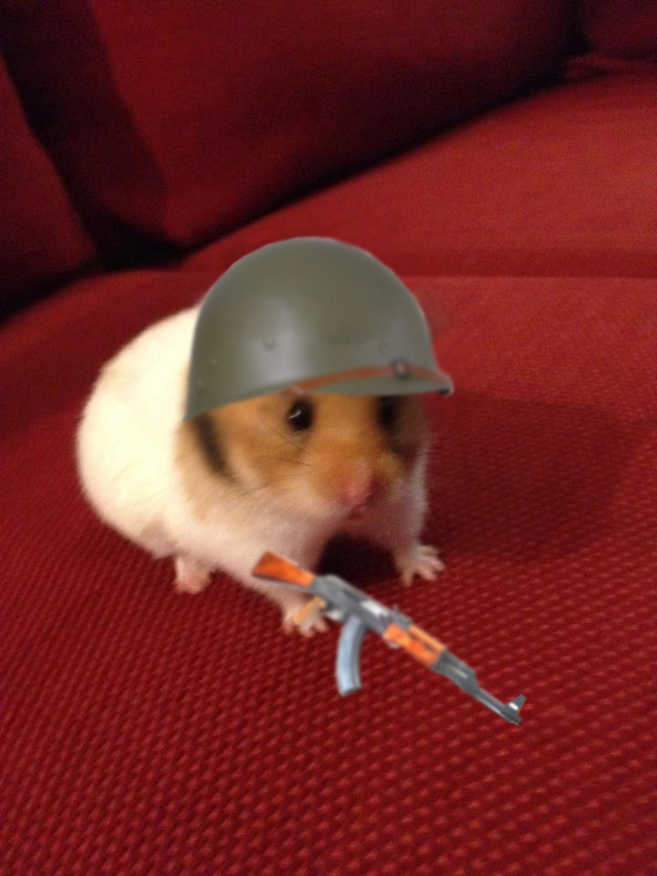 My hamster is angry
