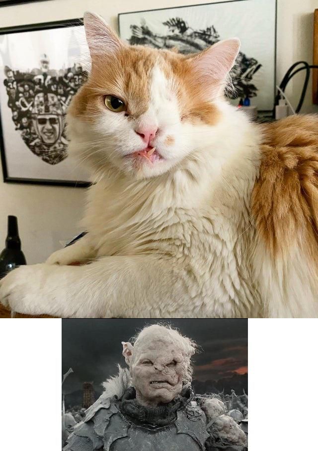 What's your cat's breed? Uh, he's a crossbreed of trolls and Variags and his name is Gothmog.
