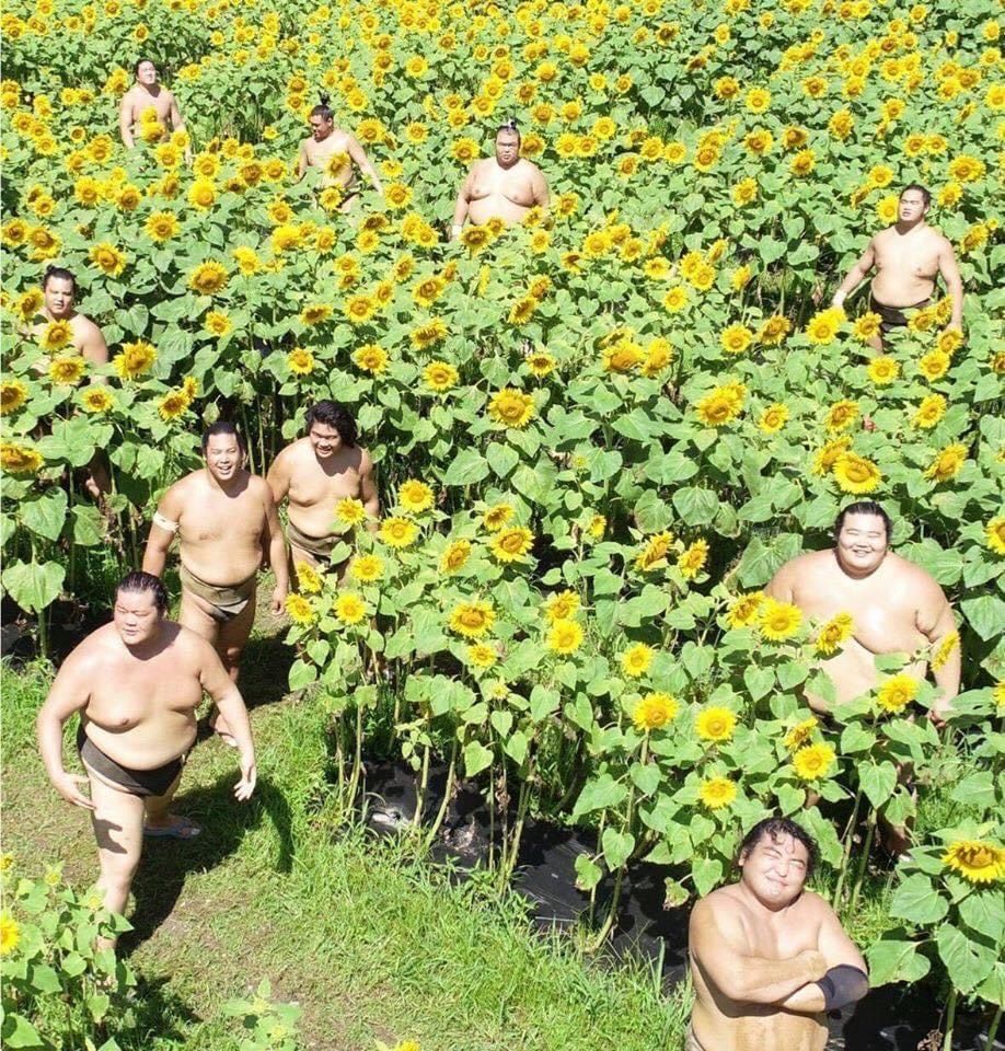 Nature is healing- The sumo wrestlers are returning to the sunflower fields of Japan!