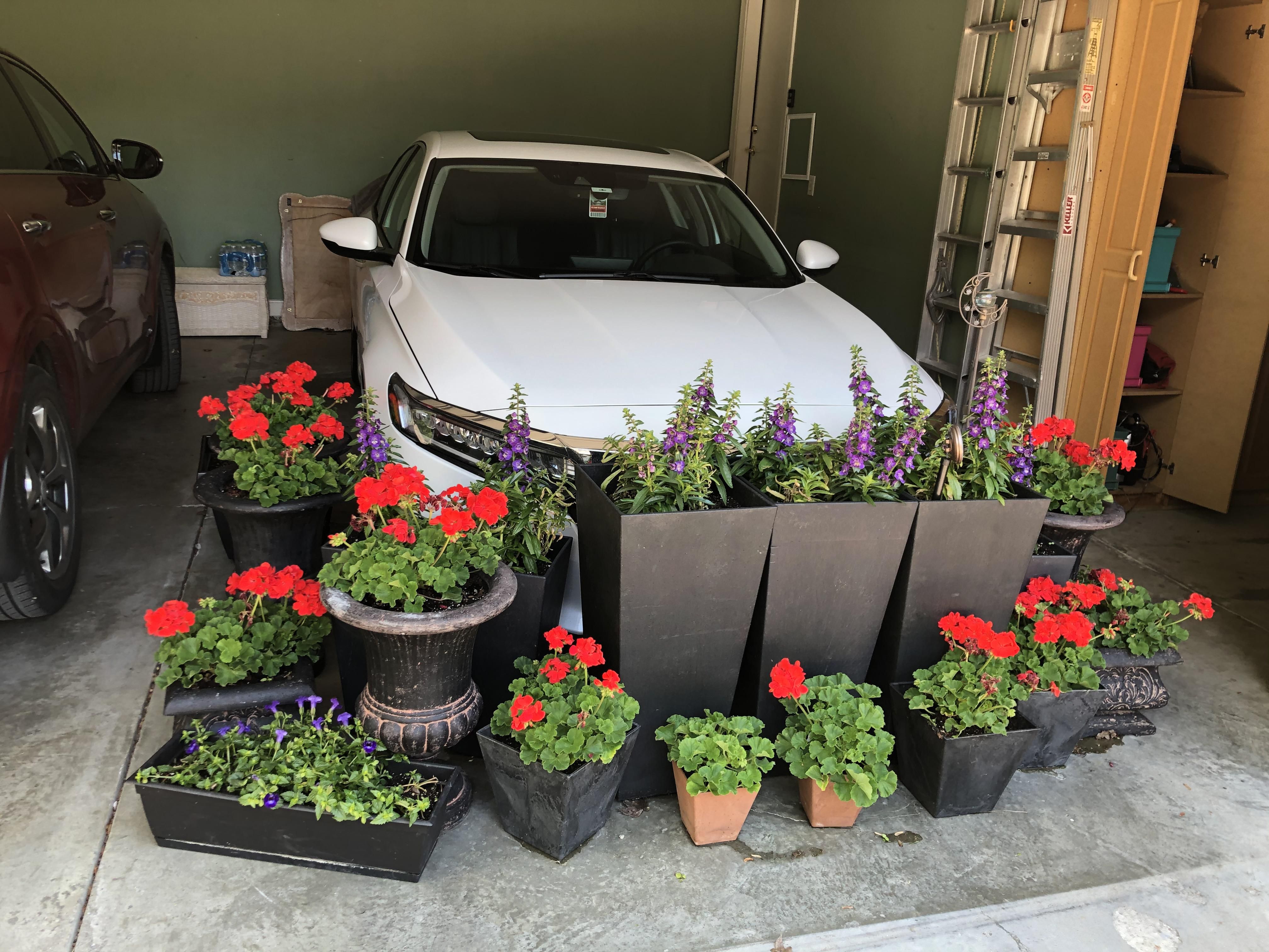 Looks like a wake for my car after my wife moved the flowers into the garage to protect them from a freeze.