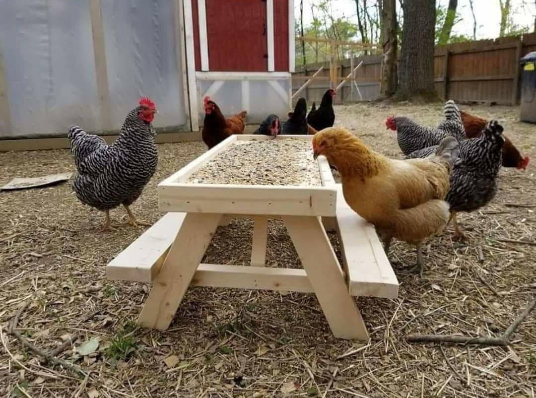 We've seen the squirrel feeder table, but what about a chicknic table ?