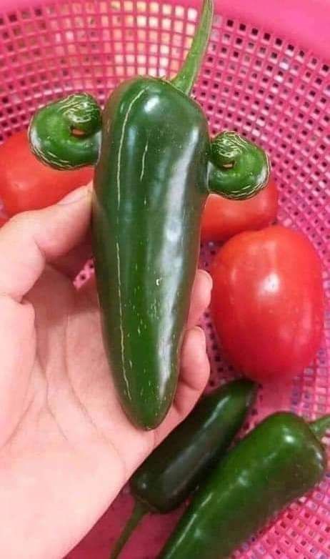 I don't know guys, is this pepper too strong?
