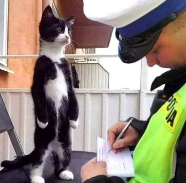 Honest Officer! That catnip isn't mine!