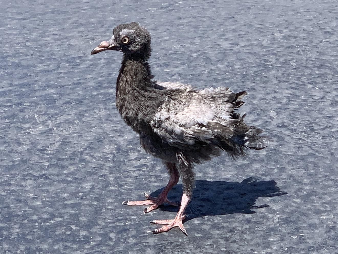 This pidgeon outside my house looks like it would suck dick for some crack