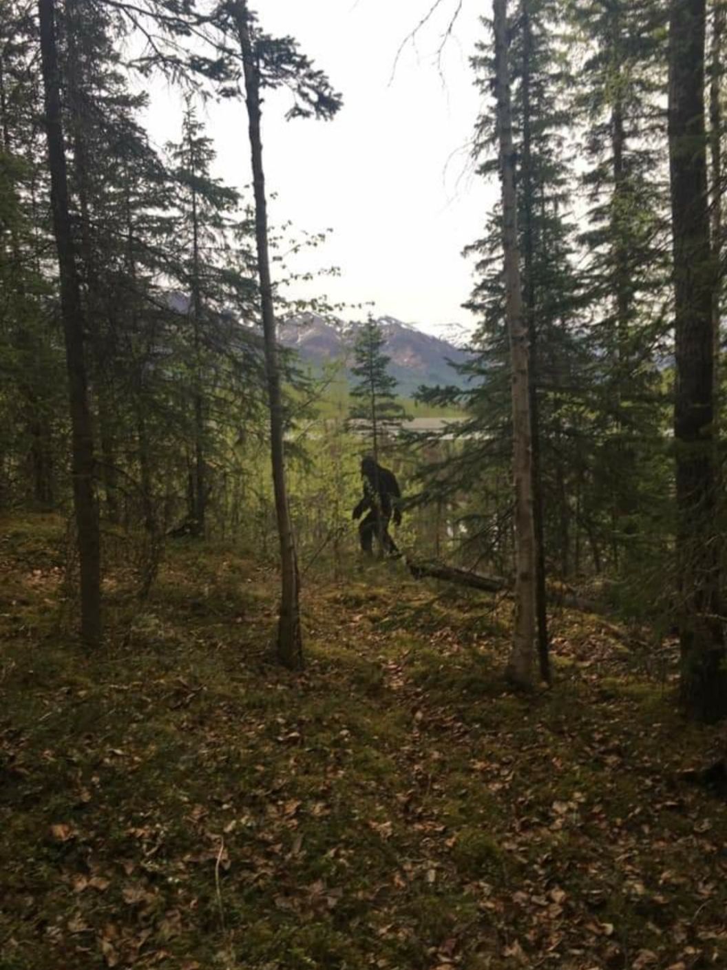 Someone keeps leaving this cutout of Bigfoot around town. This time he was on a trail.