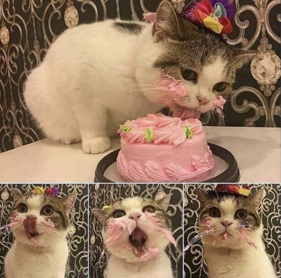 Cat having a happy birthday