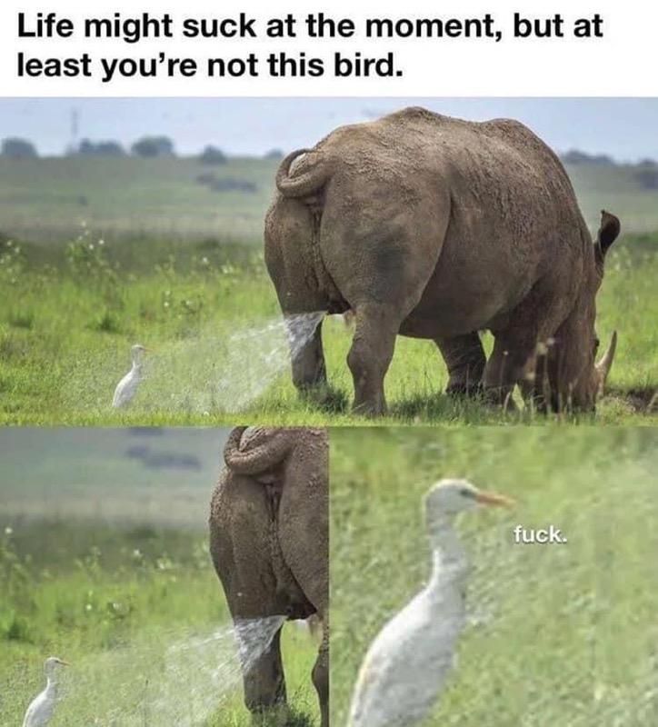 Damn lucky bird