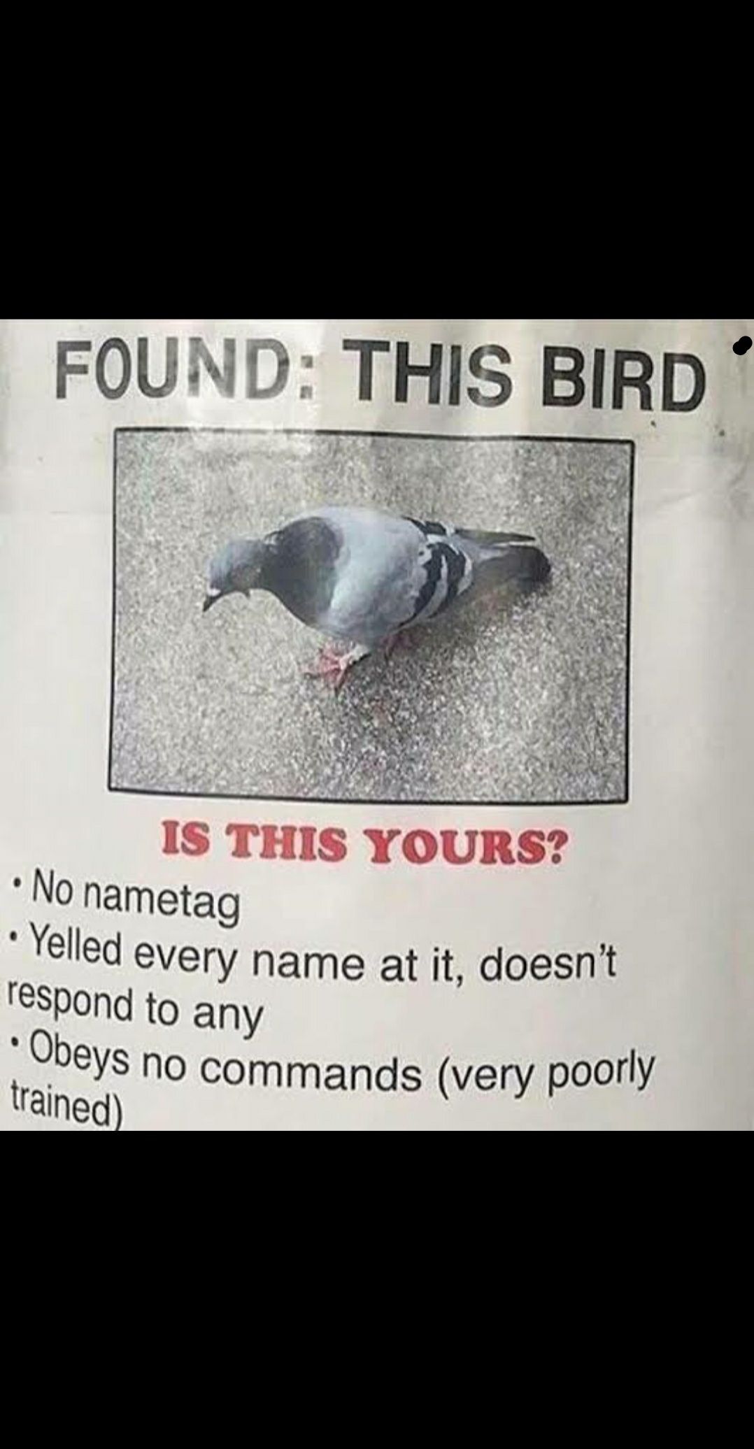 Anyone lose a bird?