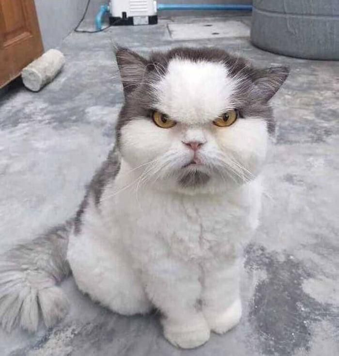 Grumpy Cat 2.0