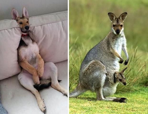 I got a kangaroo