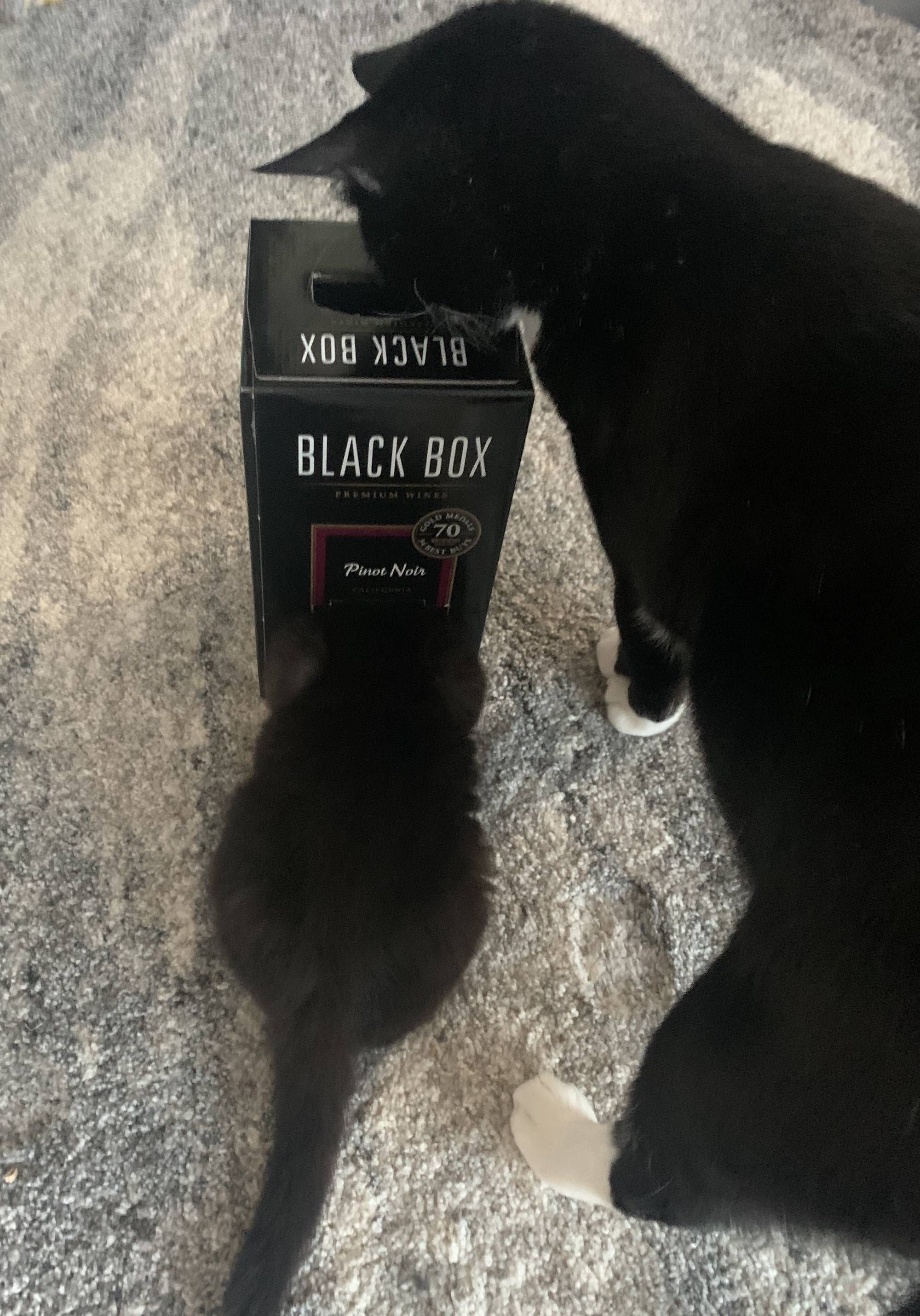 My large cat kept eating my kitten’s food so I hid it inside this empty box of wine. Success!