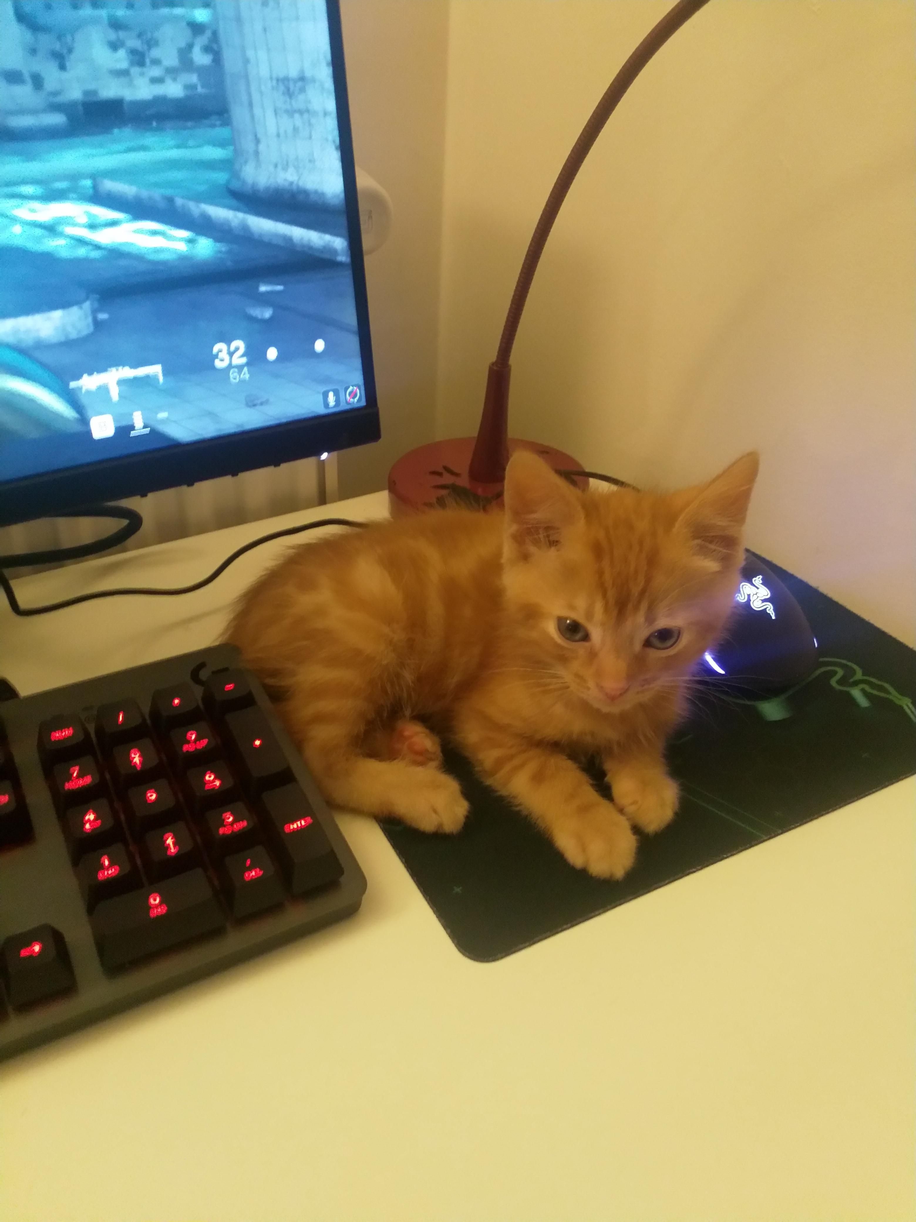 My new kitten made me realize I need to buy a bigger mouse mat...