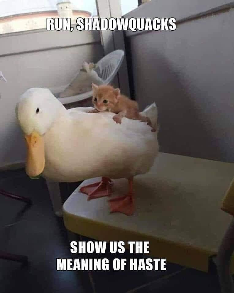 Ducks are nice