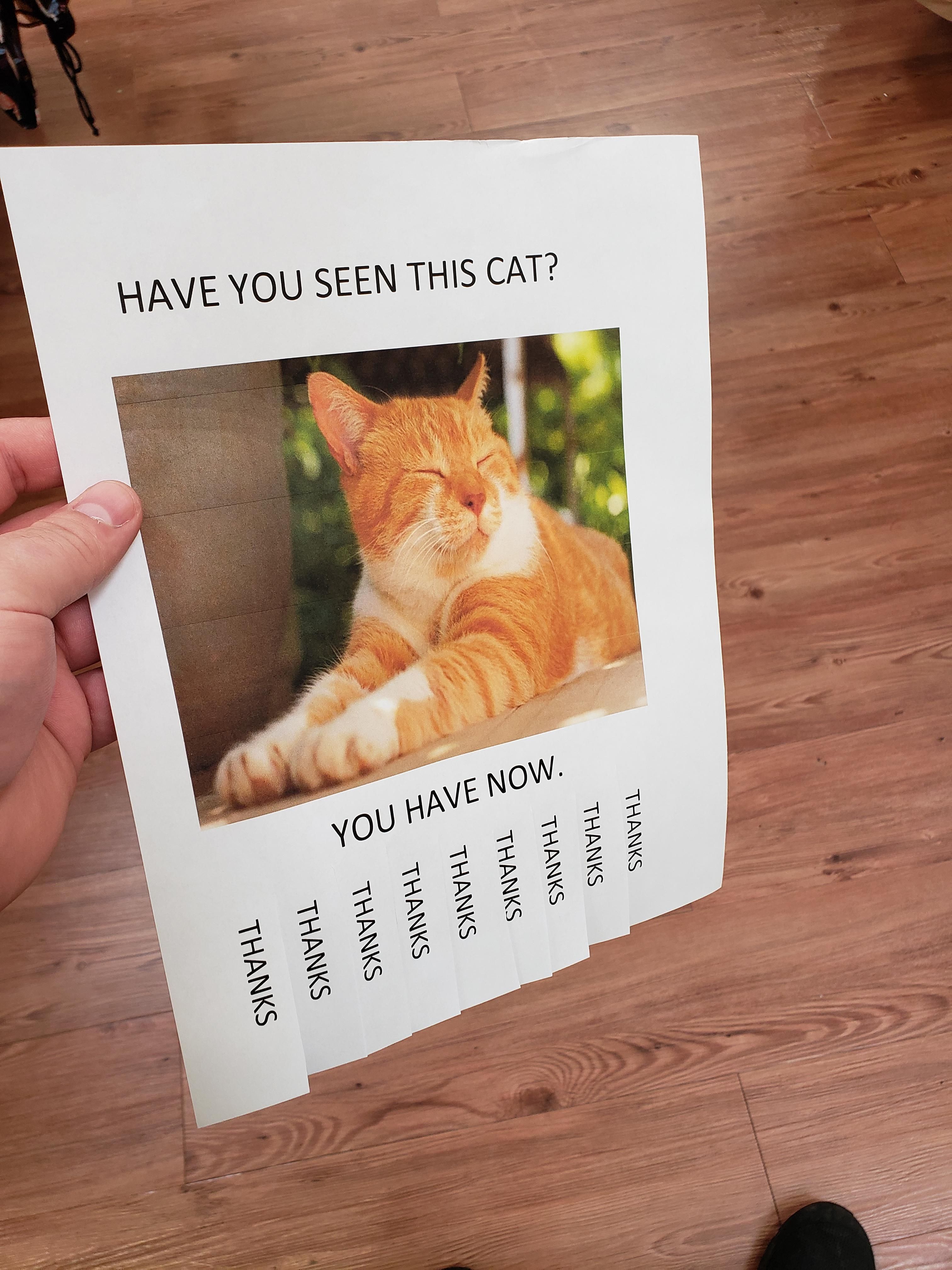 Have you seen this cat?