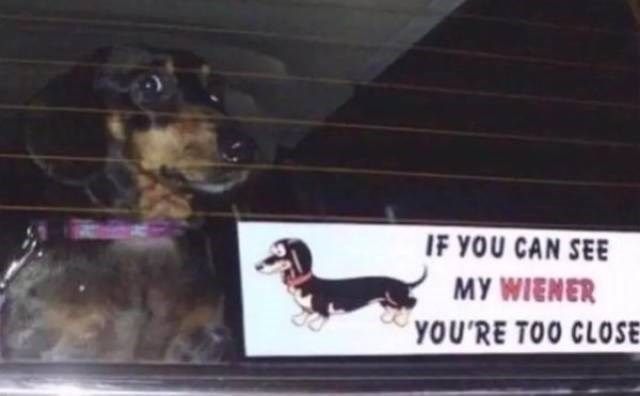 Dachshund approved