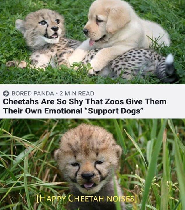 Can I offer you a wholesome post in these trying times?