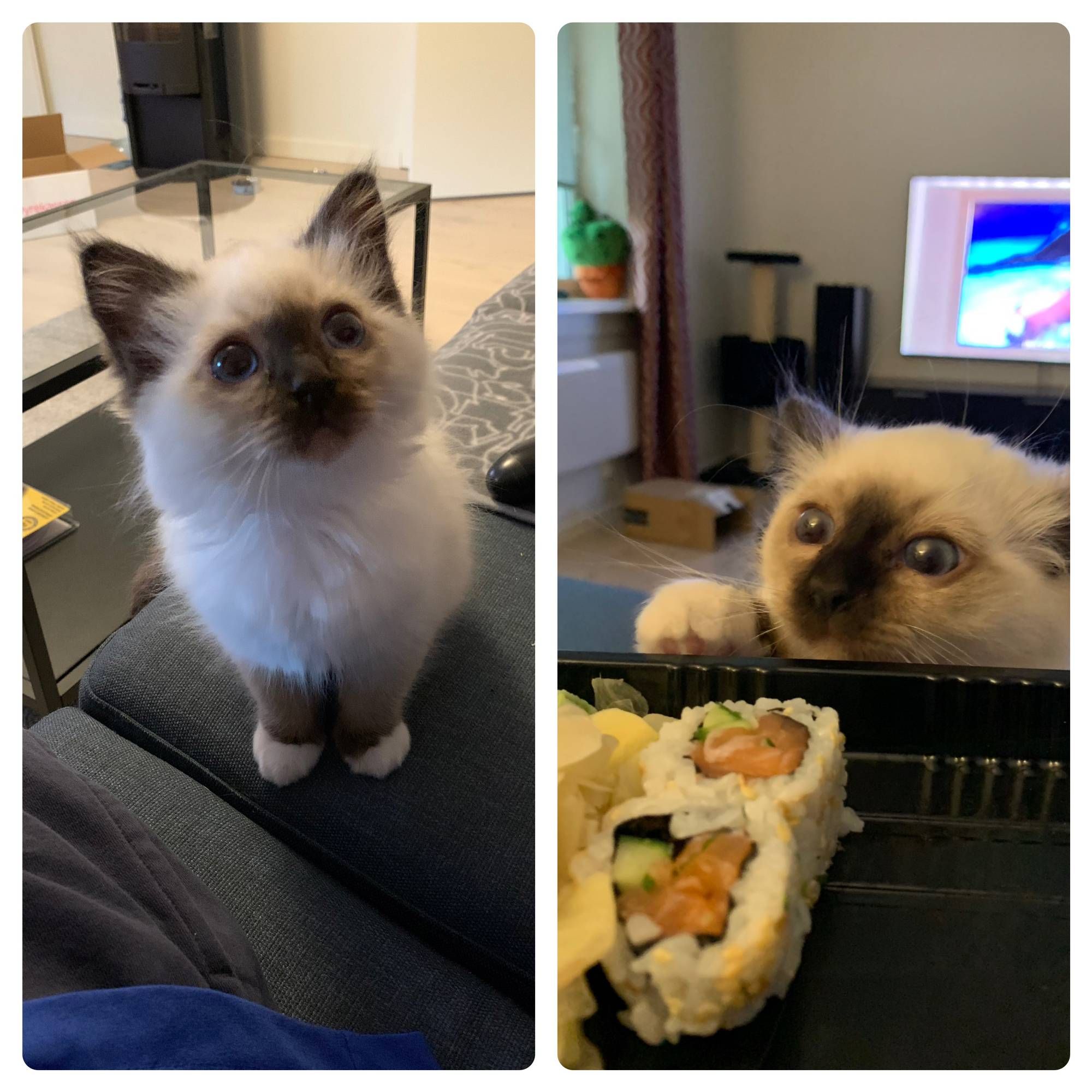 My kitten before and after sushi
