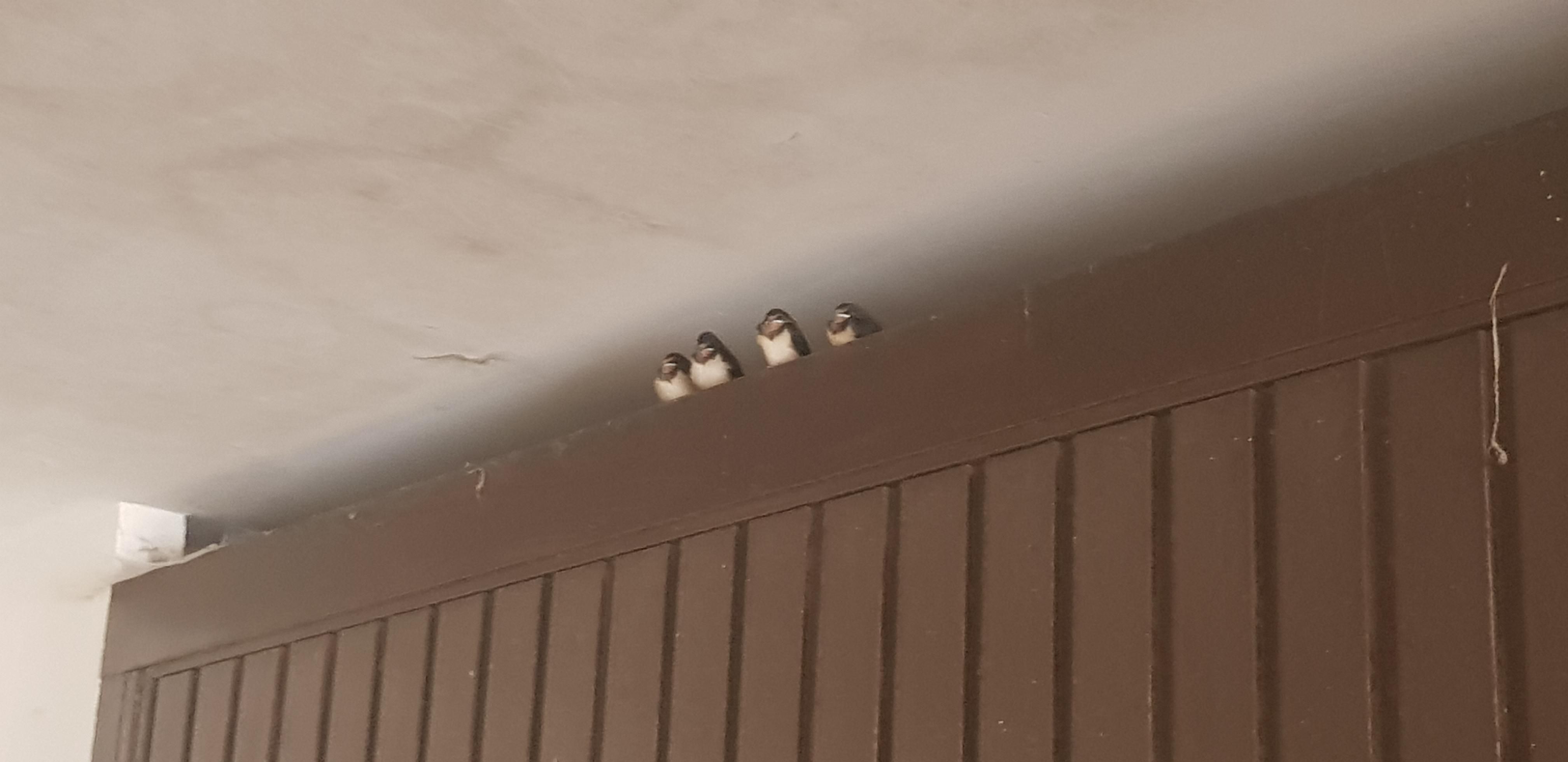 These swallow chicks looking like the Penguins of Madagascar