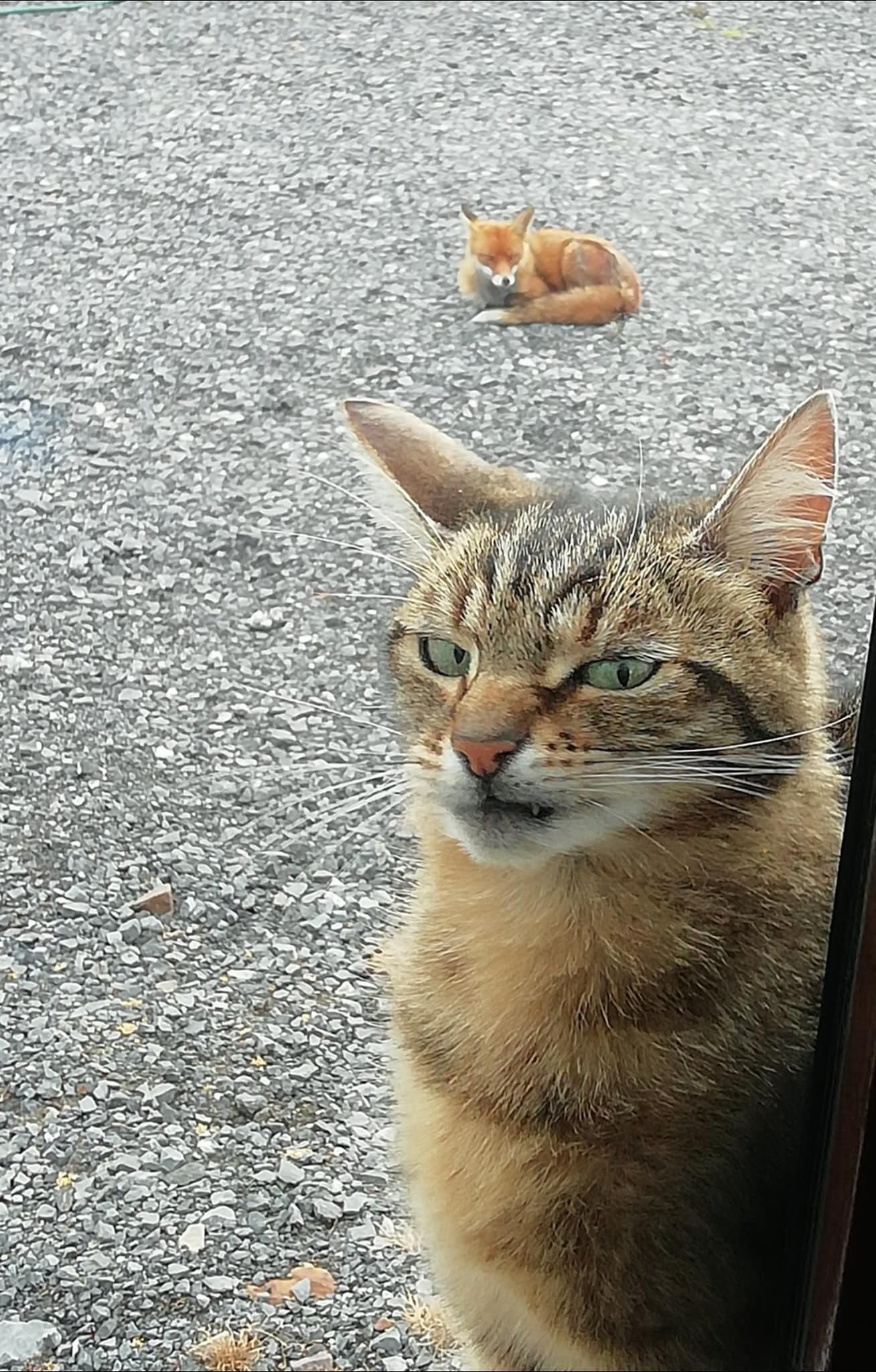 My cat was not impressed when a fox came by.