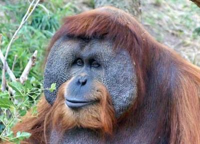 FACE REVEAL M'MONKI *TIPS BANANA*
