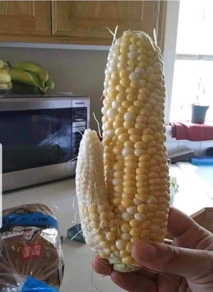 Wife has really gotten into gardening this year, but all she grows is corn.