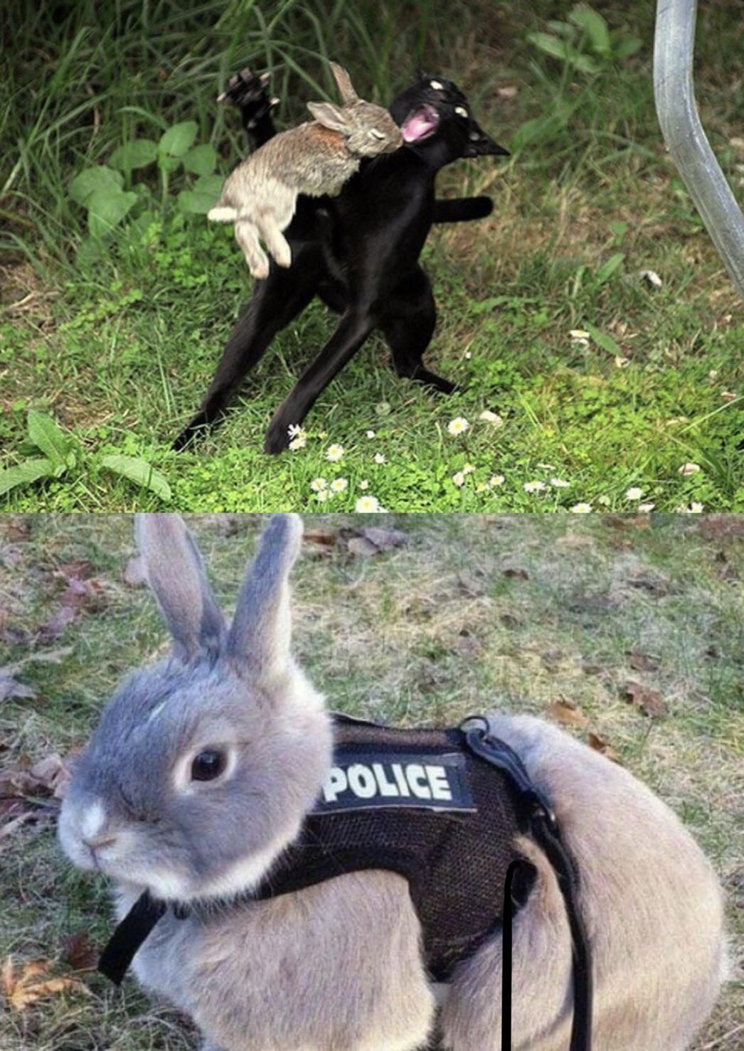 This rabbit you see here risked his life to catch this cat and now he's a cop