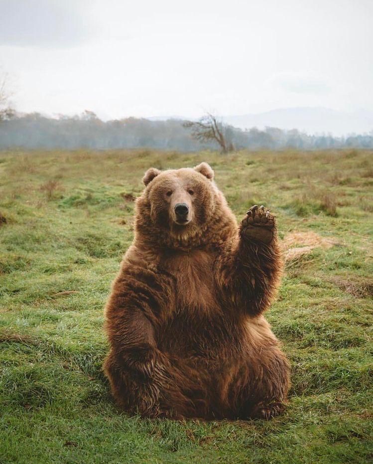 Thicc waving bear