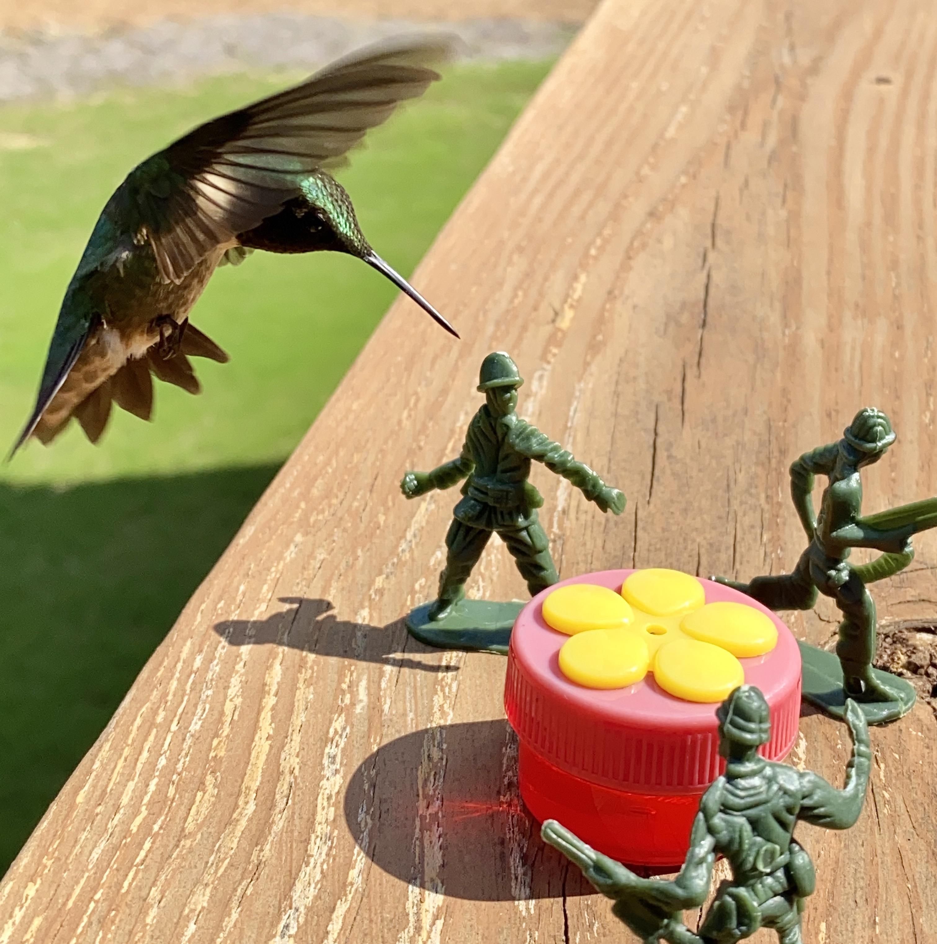 I put some Army men by my hummingbird feeder. The result was even better than anticipated.