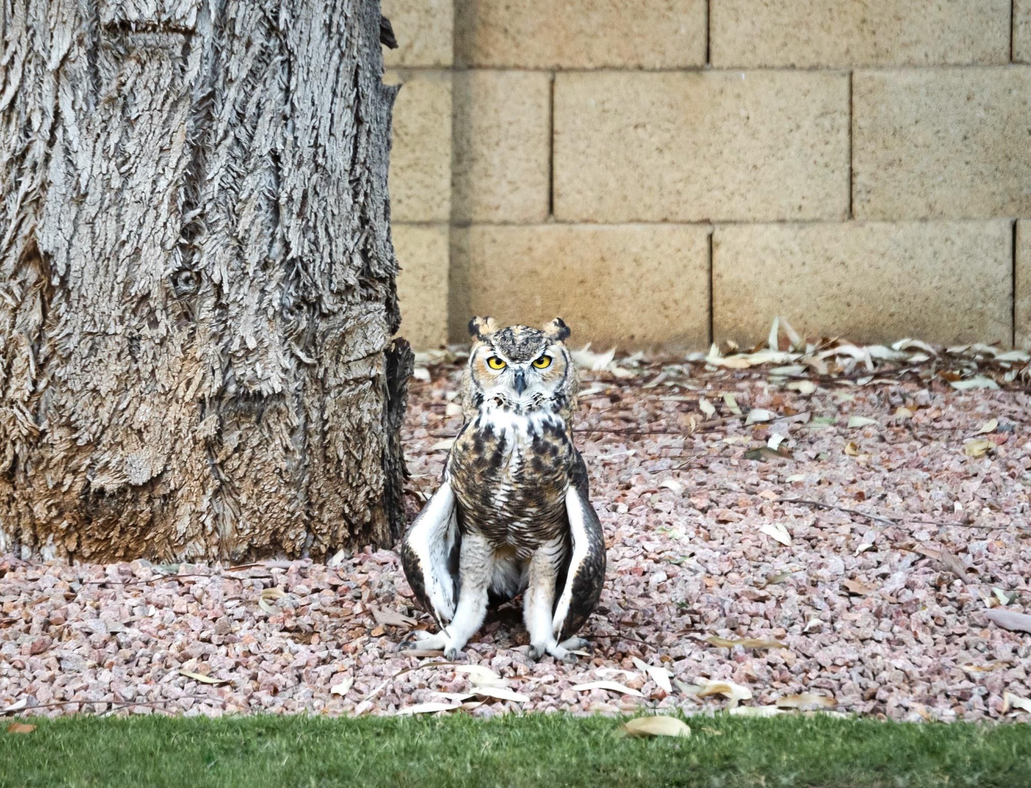 Our neighborhood owl is getting real comfortable with us.