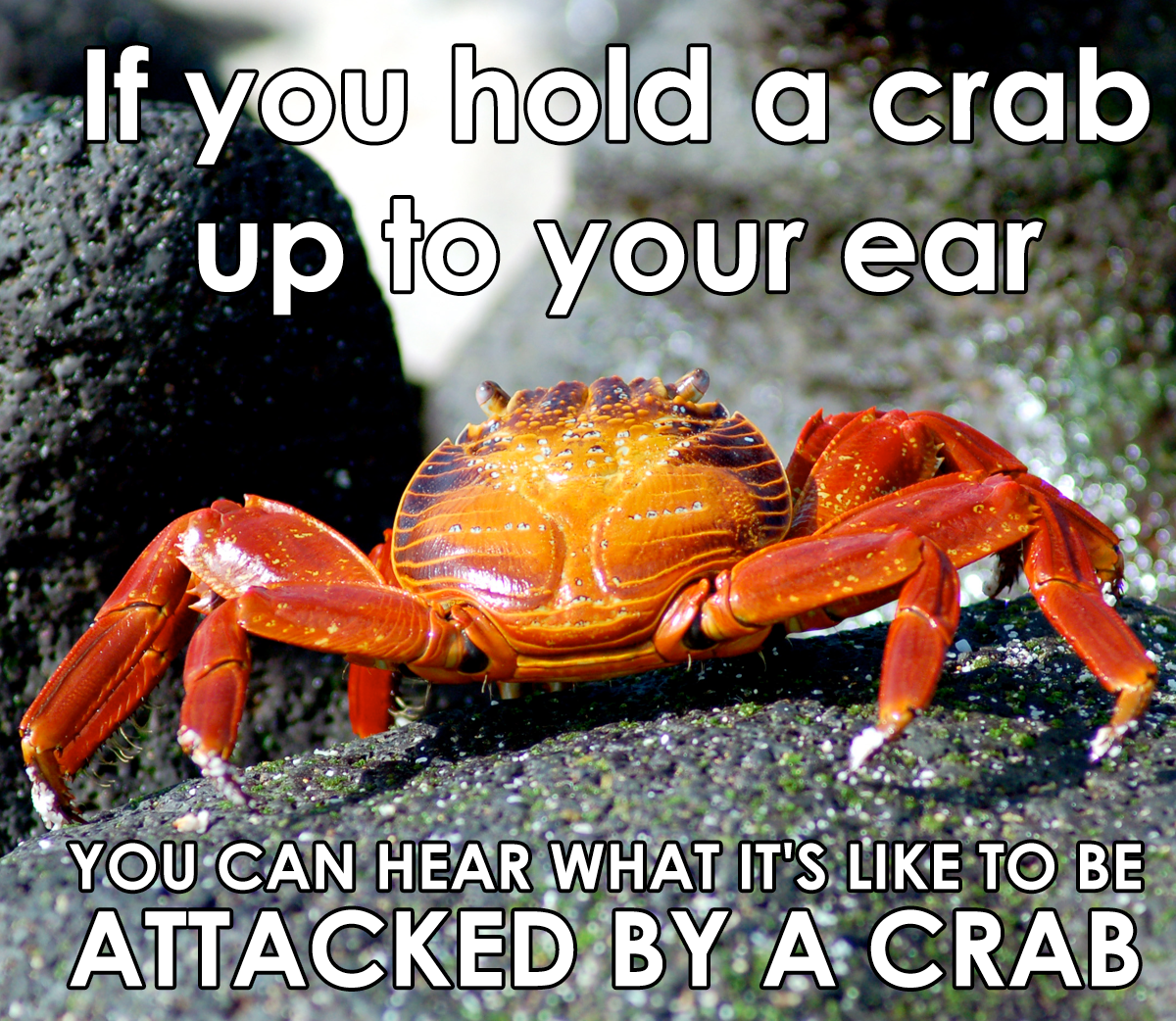 It sounds like crabp