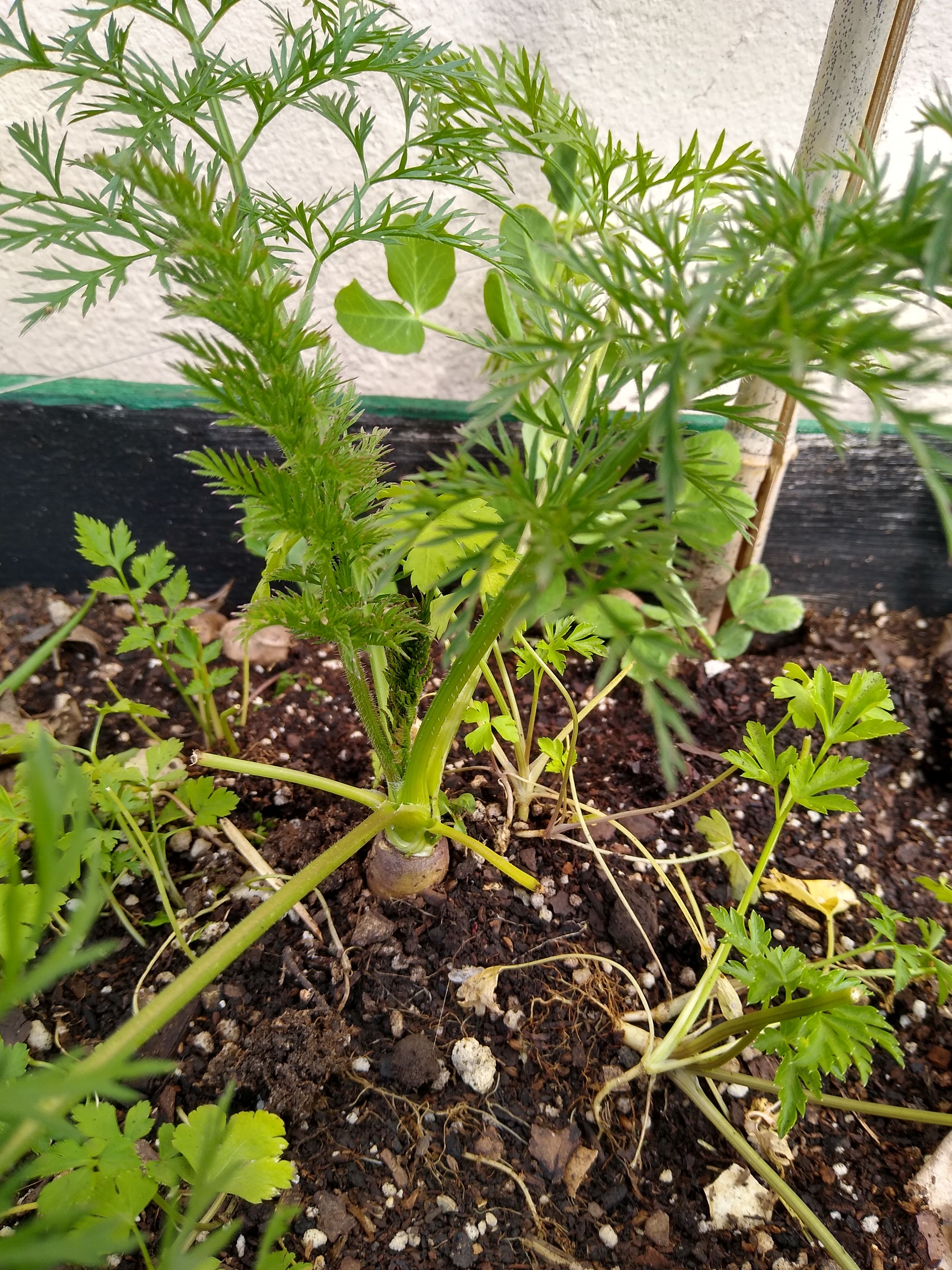 Big leaf, small carrot