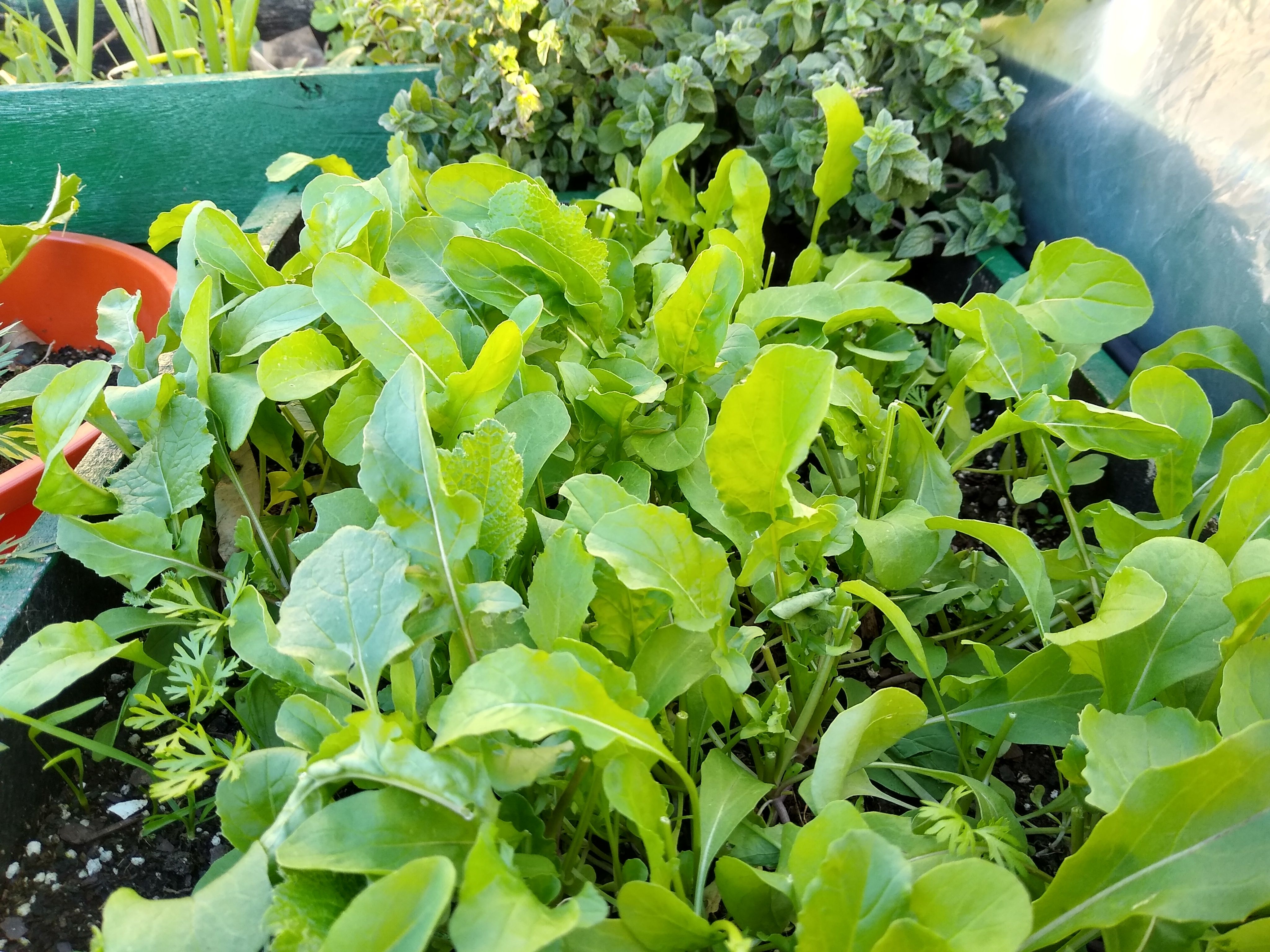 Rucula, Garden Posting