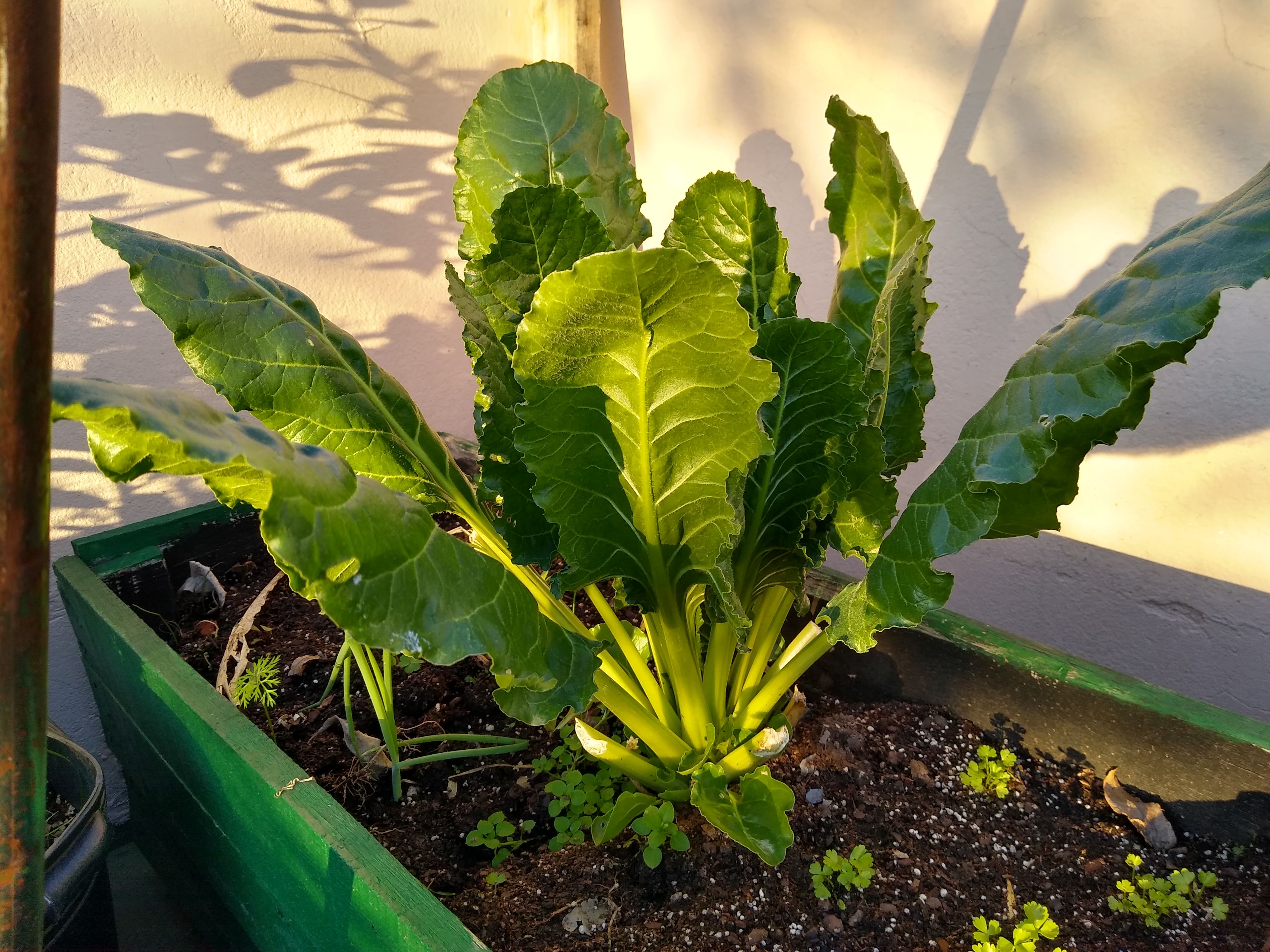 A good looking chard