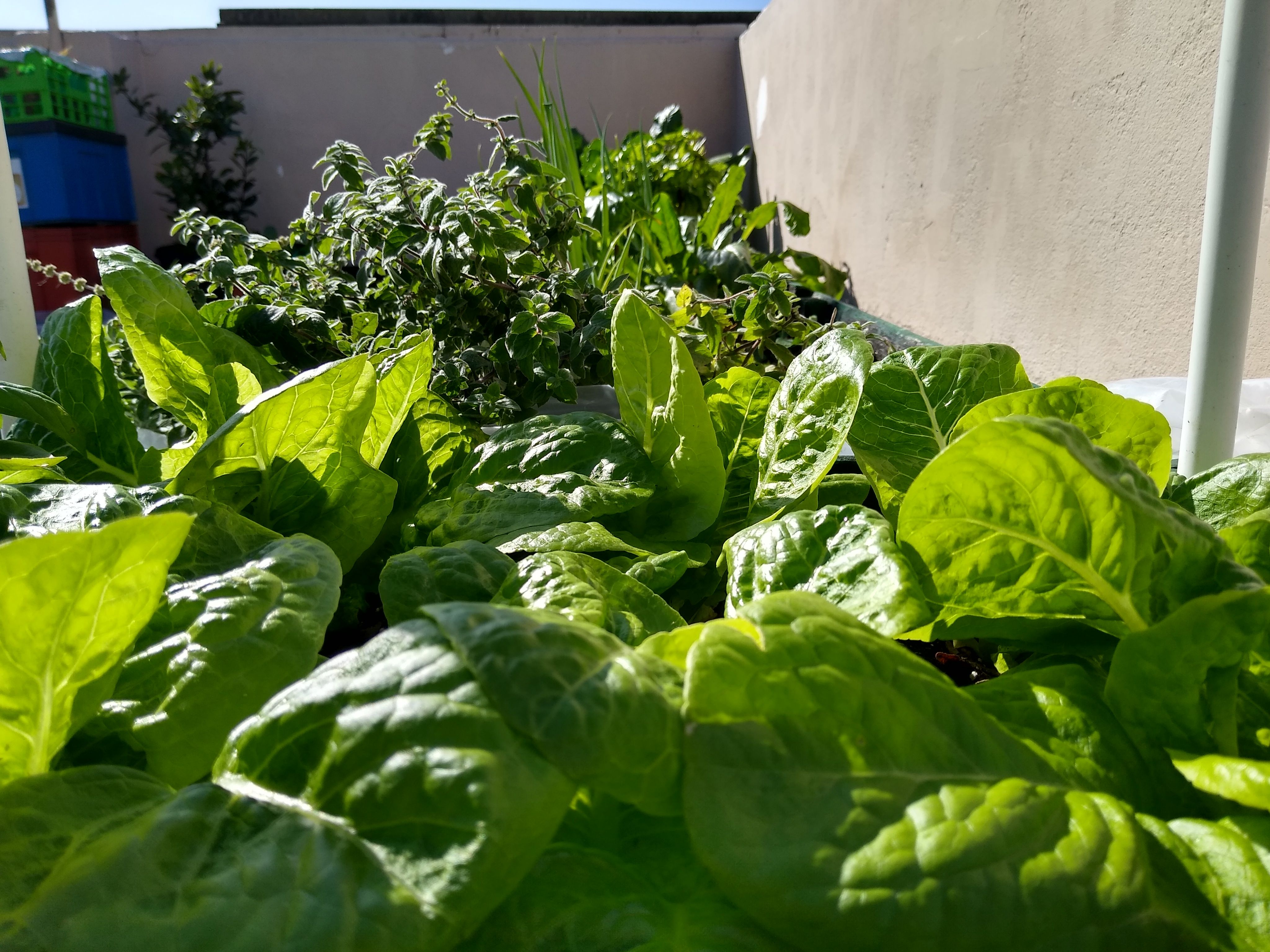 Lettuce posting