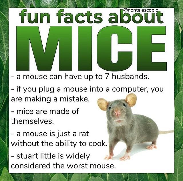 mice