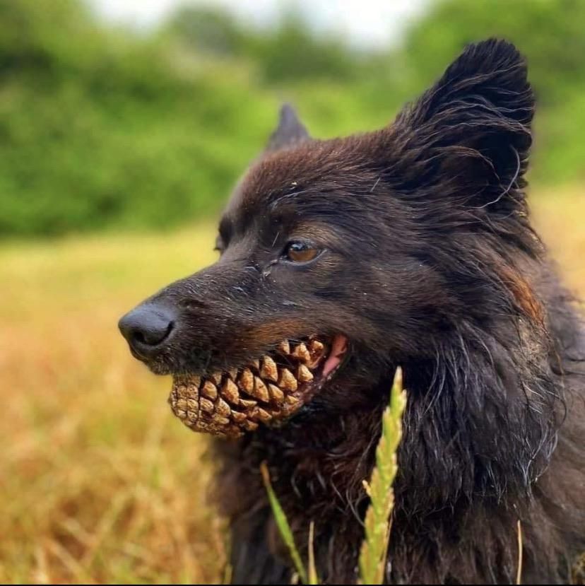 Dog with a Pinecone