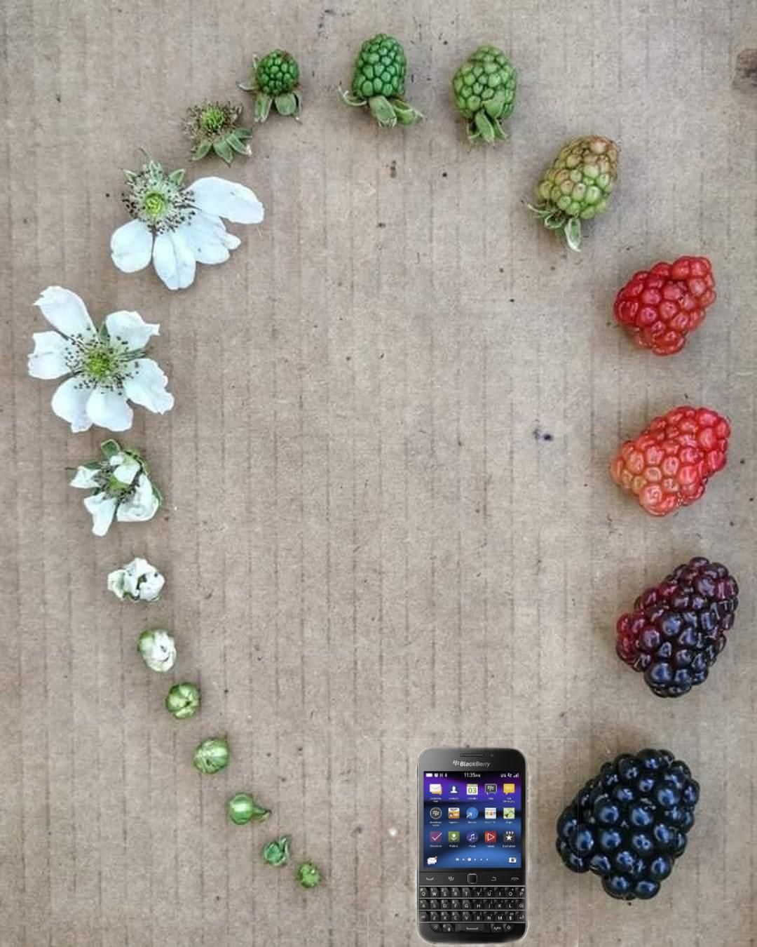 Life cycle of a blackberry