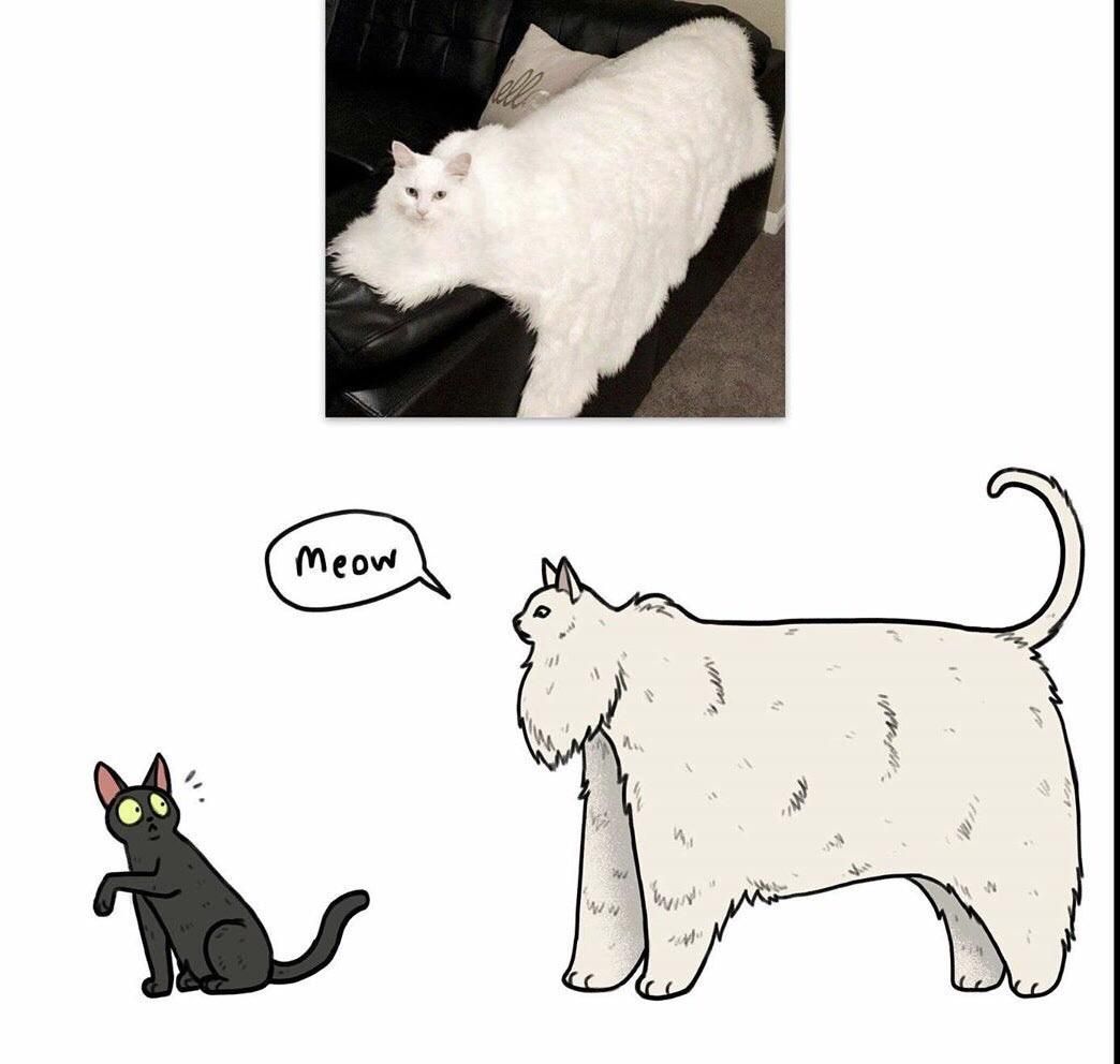 Blursed cat images
