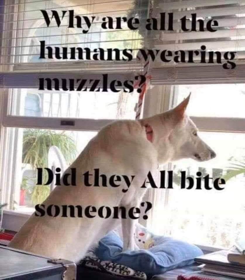 Why are all of the humans wearing muzzles?