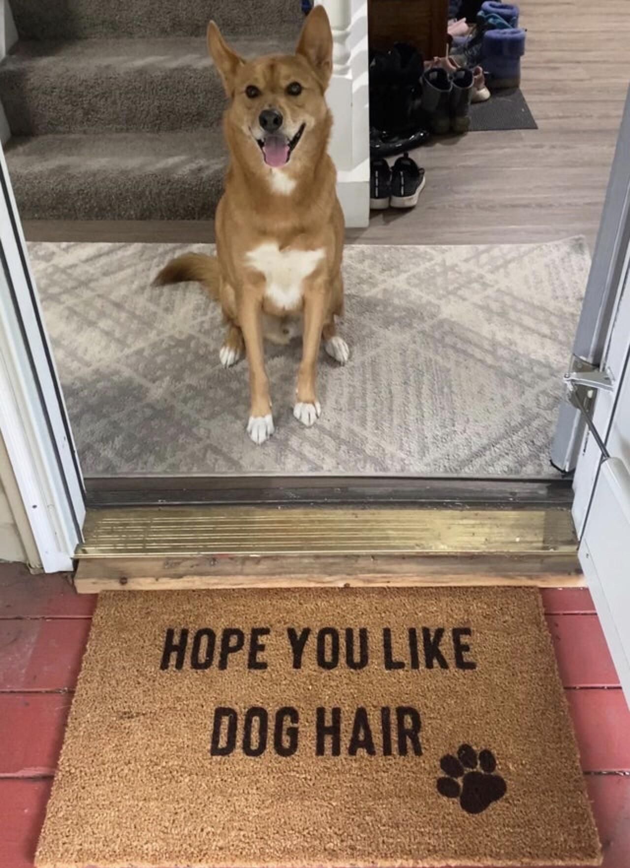 Beware of dog hair