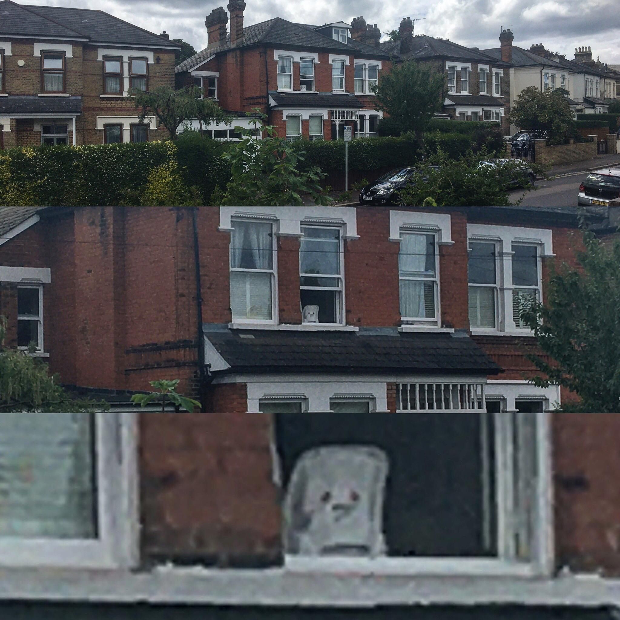 I don’t know what this is but it’s been staring out my neighbours window and looking super depressed for weeks now.