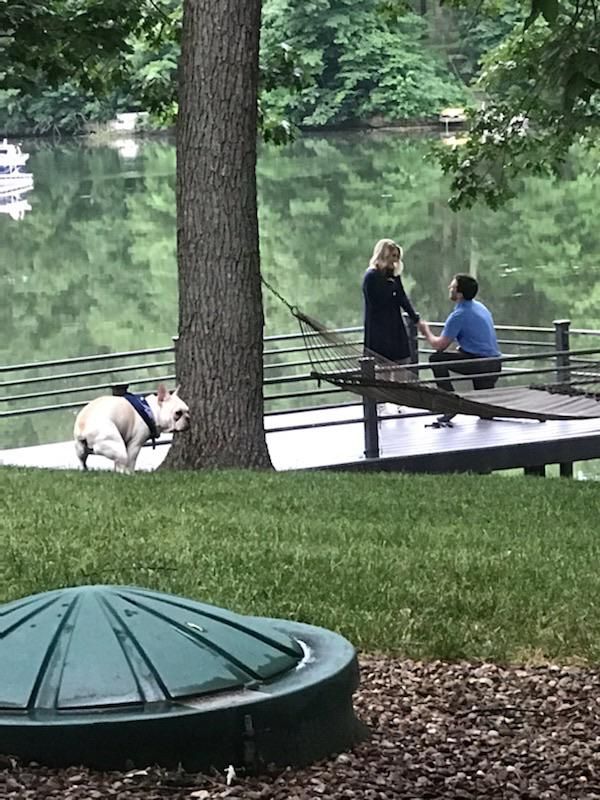 My dog really took a dump on my proposal