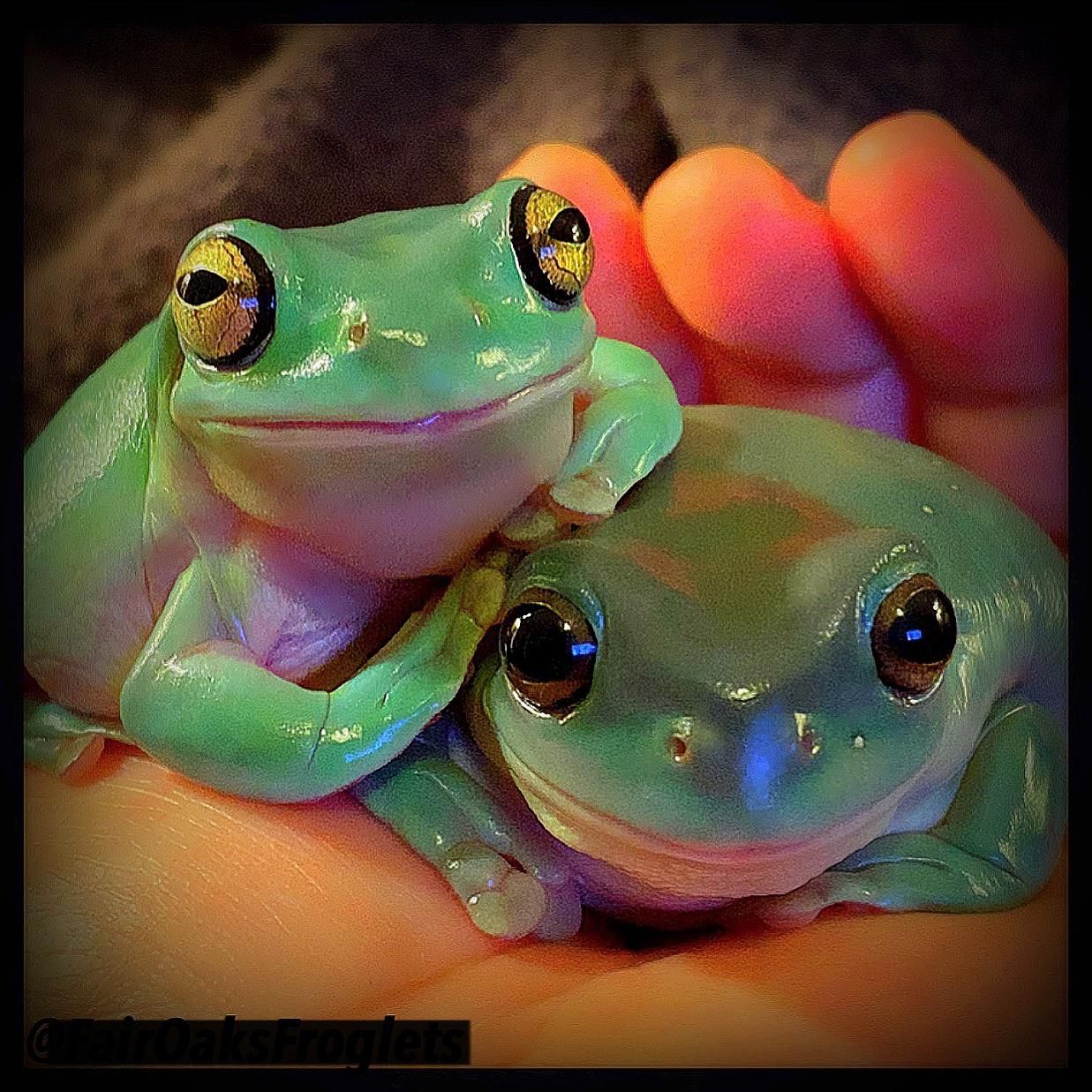 I think my frogs have learned that my phone means “picture time” so now they pose.