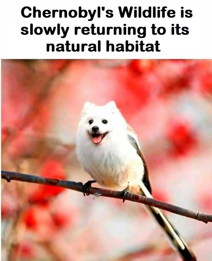the earth is healing