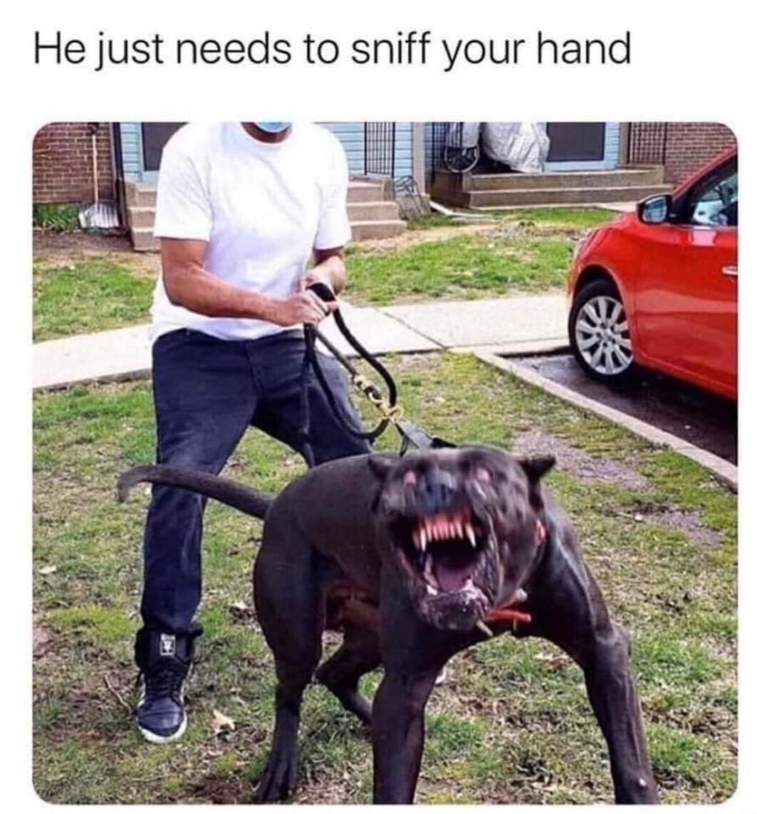 Just let him smell your balls real quick