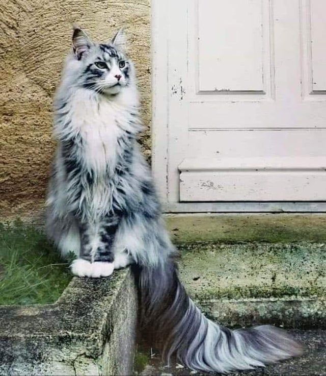 Forest Cat from Norway. That tail though...