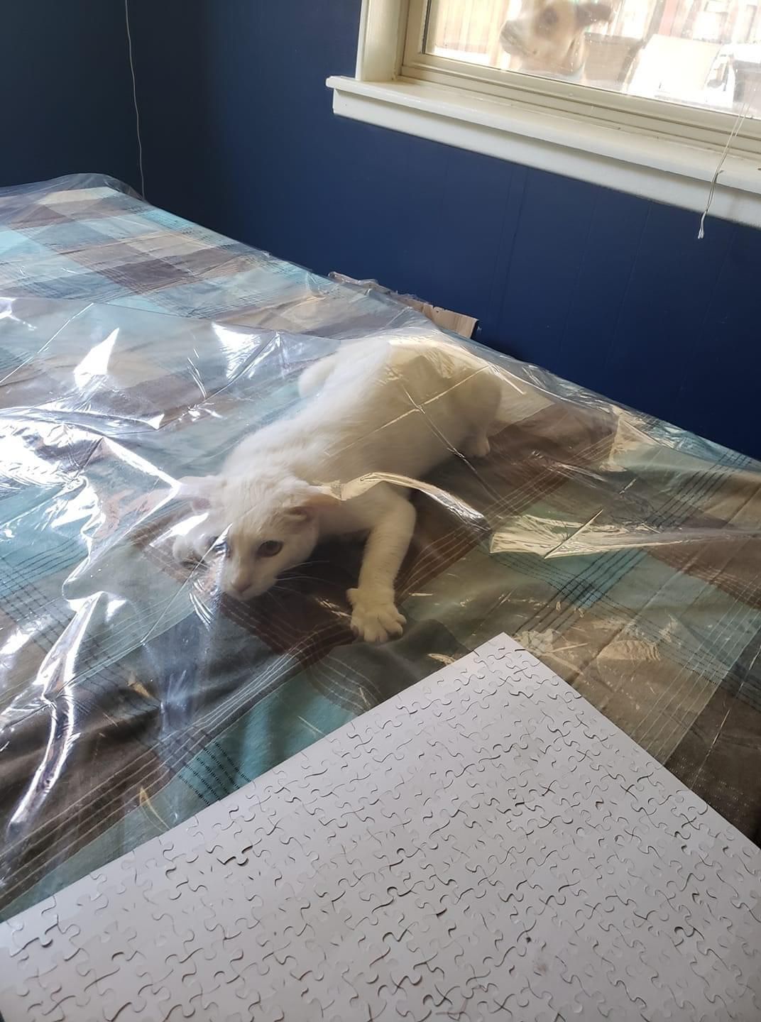 My friend put a plastic tablecloth down so the cats wouldn’t think it’s a blanket on the table just for them